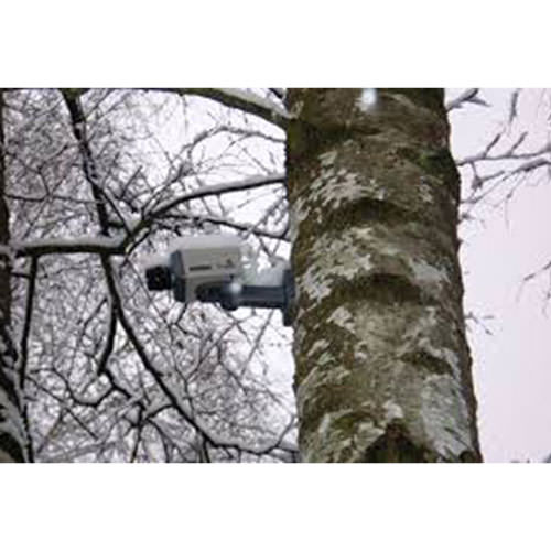 Камера відеоспостереження на дереві